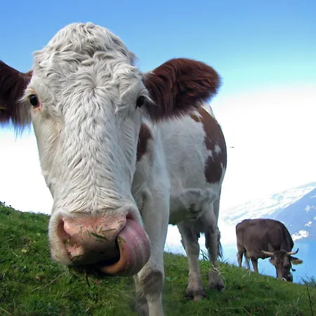 Apartment Stockhorn In See- Und Bergnähe, Modern, Mit Balkon, 4 Gäste