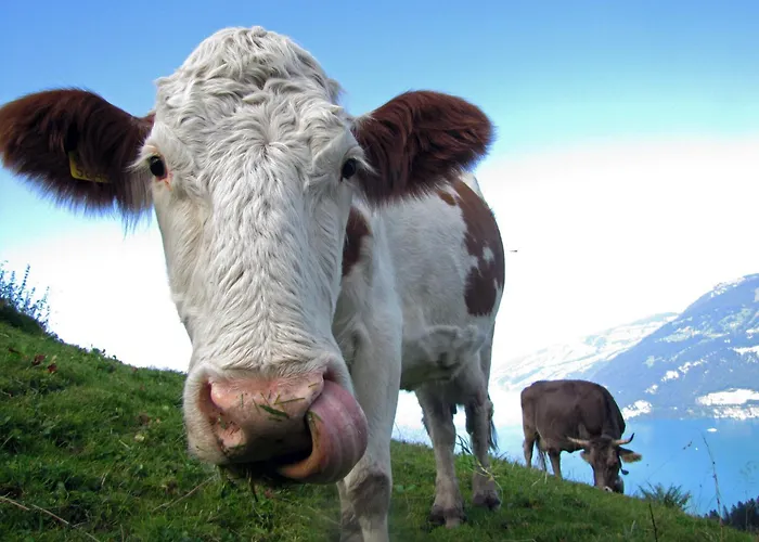 Apartmán Stockhorn In See- Und Bergnaehe, Modern, Mit Balkon, 4 Gaeste