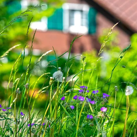 Appartement Stockhorn In See- Und Bergnaehe, Modern, Mit Balkon, 4 Gaeste Spiez